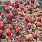 Preview: Astrophytum myriostigma kikko koho